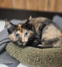Kitten 28219 (Stella) - Photo 1