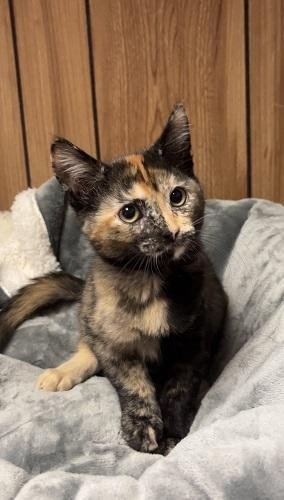KITTEN 28219 (STELLA) - Tortoiseshell available for adoption