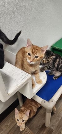 Kitten 27952 (Woody) - Photo 3