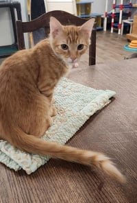 Kitten 27952 (Woody) - Photo 4