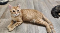 Kitten 27952 (Woody) - Photo 1