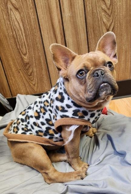 CRÃ©ME BRÃ»LÃ©E - French Bulldog available for adoption