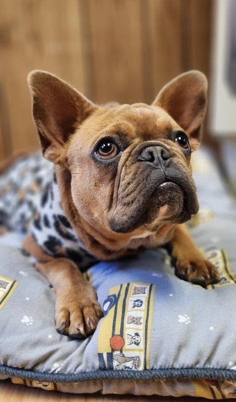 CRÃ©ME BRÃ»LÃ©E - French Bulldog available for adoption