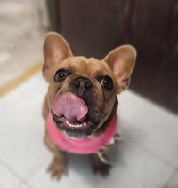 CrÃ©me BrÃ»lÃ©e - Photo 4