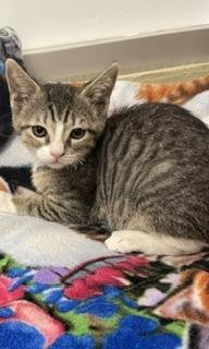 BEATRICE - Tabby available for adoption