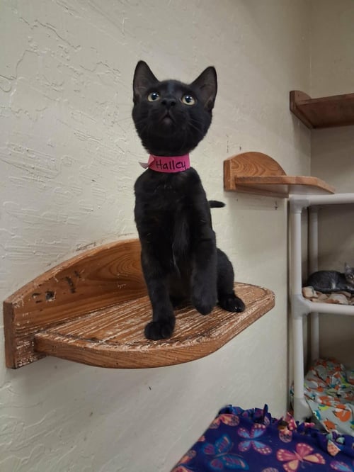 HALLEY - Domestic Short Hair available for adoption