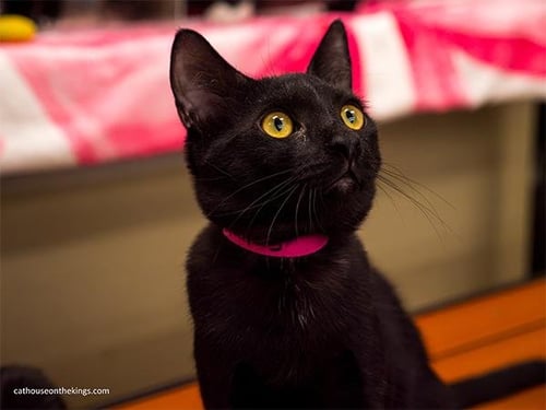 HALLEY - Domestic Short Hair for adoption in Fresno