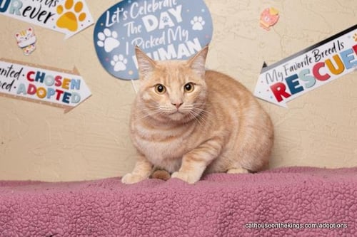 CASANOVA - Domestic Medium Hair available for adoption