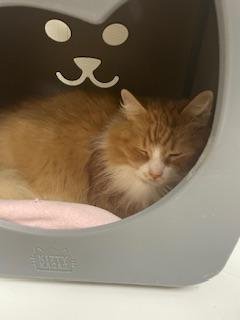 BENJAMIN - Maine Coon available for adoption