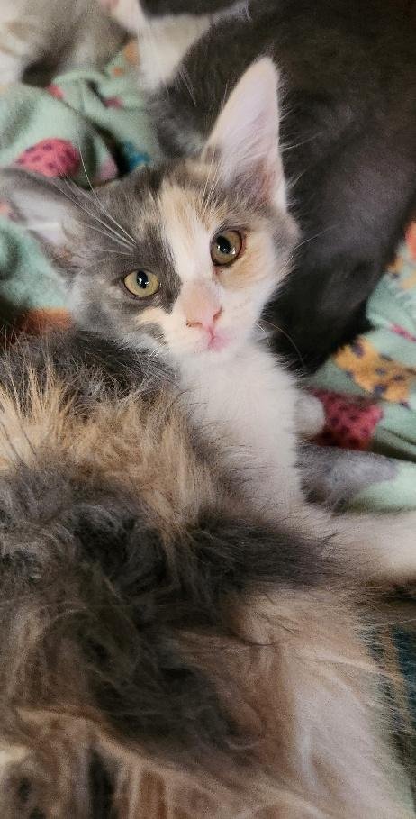 KITTEN 27749 (CONFETTI) - Dilute Calico available for adoption