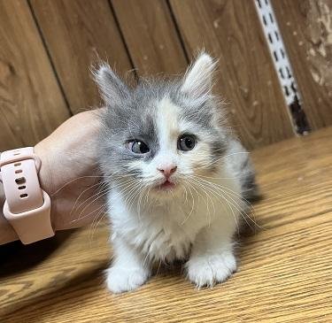 KITTEN 27749 (CONFETTI) - Dilute Calico available for adoption