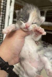 Kitten 27749 (Confetti) - Photo 3