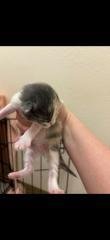 Kitten 27749 (Confetti) - Photo 4