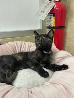 LEXI - Tortoiseshell available for adoption