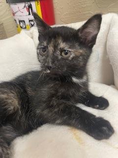LEXI - Tortoiseshell available for adoption