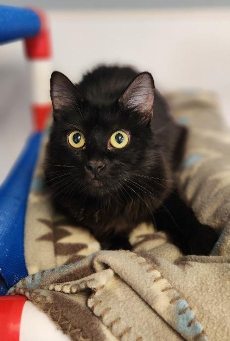 MOM CAT 27765 (SALEM) - Maine Coon available for adoption