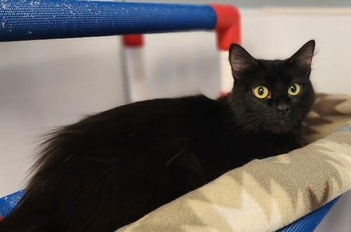 MOM CAT 27765 (SALEM) - Maine Coon available for adoption