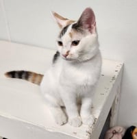 Kitten 27959(Mars) - Photo 3