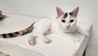 Kitten 27959(Mars) - Photo 4