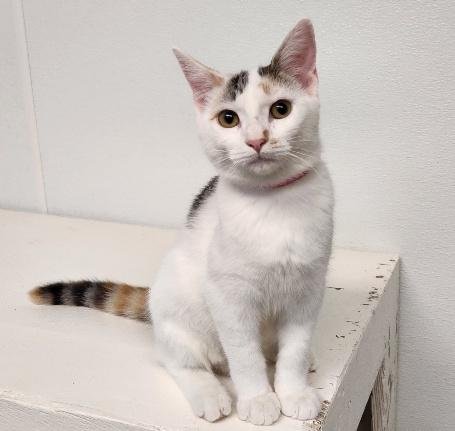 KITTEN 27959(MARS) - Calico available for adoption