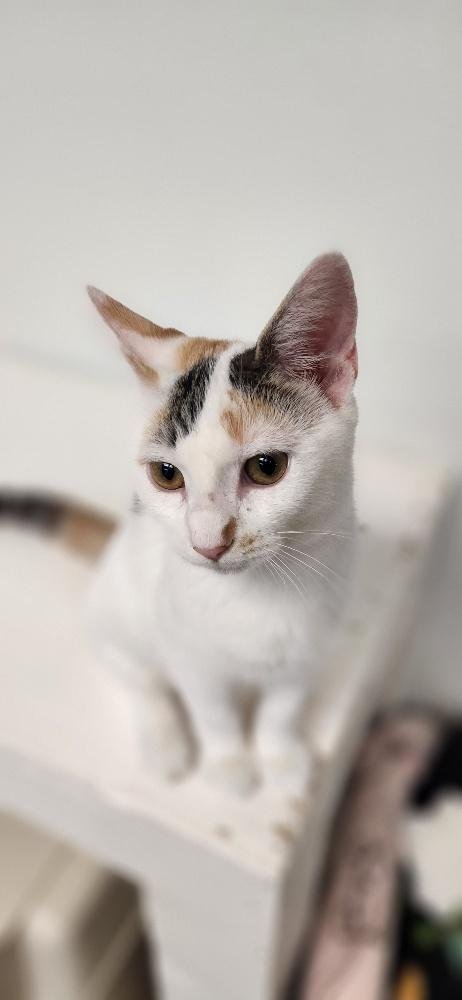 KITTEN 27959(MARS) - Calico available for adoption