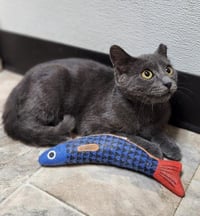 Kitten 28269 (Jackson) - Photo 3