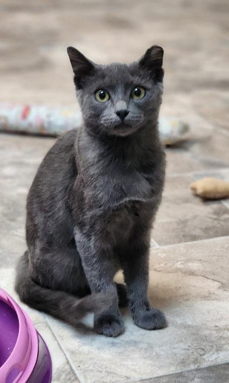 KITTEN 28269 (JACKSON) - Russian Blue available for adoption