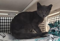 Kitten 28269 (Jackson) - Photo 4