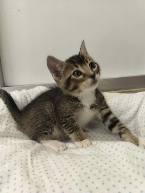 LATTE - Abyssinian available for adoption