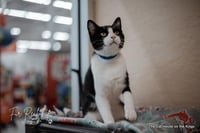 Bandit - Photo 3