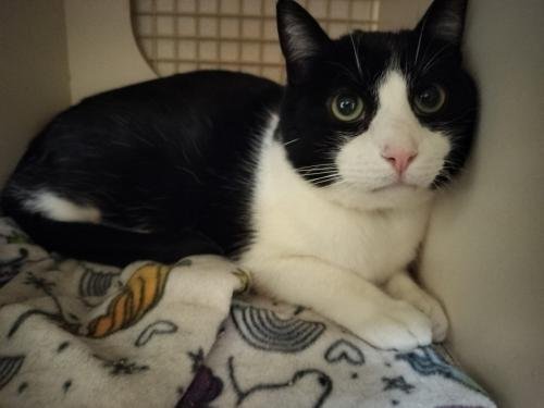 BANDIT - Domestic Short Hair available for adoption