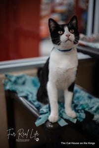 Bandit - Photo 4