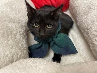 ZORA - Domestic Short Hair available for adoption