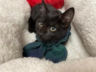 ZORA - Domestic Short Hair available for adoption