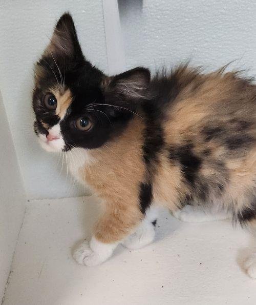 KITTEN 27795 (FETTUCCINE) - Calico available for adoption