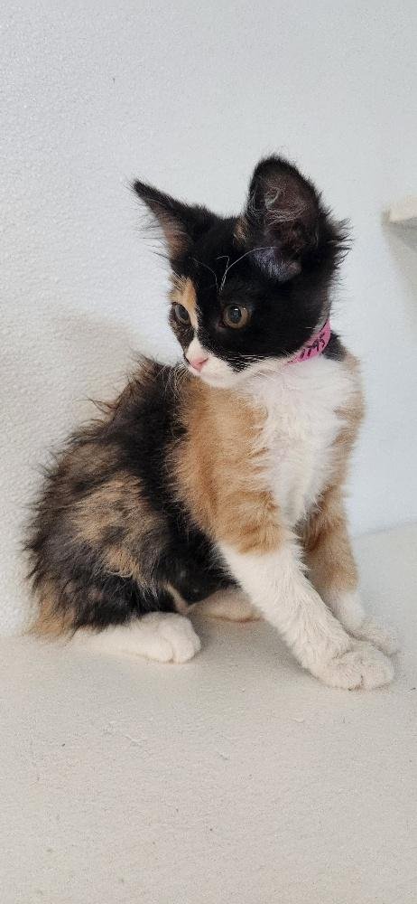 KITTEN 27795 (FETTUCCINE) - Calico available for adoption