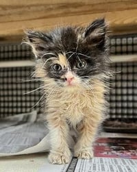 Kitten 27795 (Fettuccine) - Photo 3