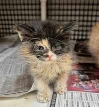 Kitten 27795 (Fettuccine) - Photo 4