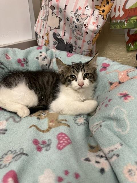 BACON - Tabby / Maine Coon available for adoption