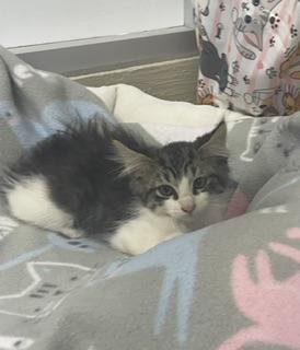 BACON - Tabby / Maine Coon available for adoption