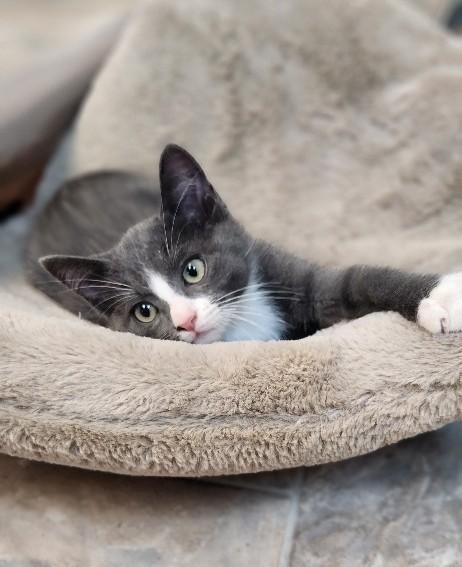 KITTEN 27754 (FOREST)