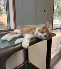 Kitten 27881 (Billy) - Photo 3