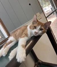 Kitten 27881 (Billy) - Photo 4