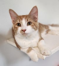 Kitten 27881 (Billy) - Photo 1