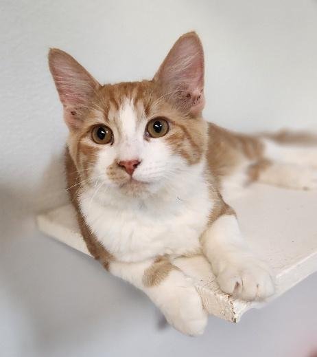 KITTEN 27881 (BILLY) - Maine Coon available for adoption
