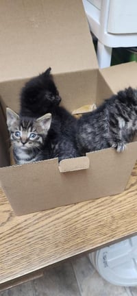 Kitten 27801 (Empanada) - Photo 4