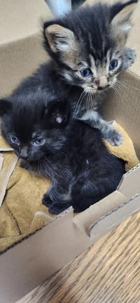 Kitten 27801 (Empanada) - Photo 3