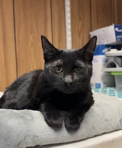 KITTEN 27801 (EMPANADA) - Maine Coon available for adoption