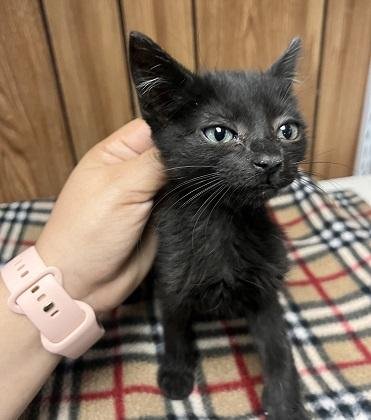 KITTEN 27801 (EMPANADA) - Maine Coon available for adoption