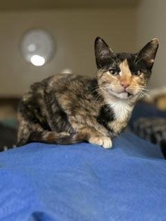 BONNIE - Calico available for adoption
